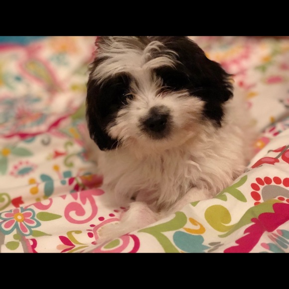 Meet your Posher, Aubrie - Picture 1 of 1